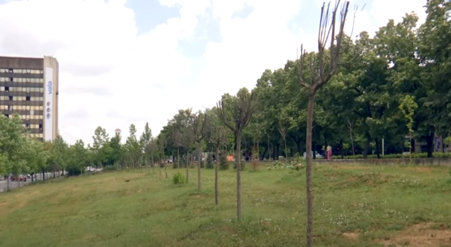 Kultivimi i fidanëve dhe bimëve aromatike për përfitime ekonomike