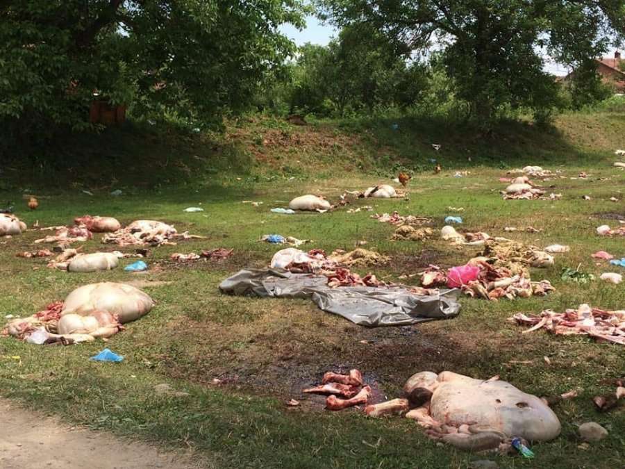 Hamiti: Kjo është masakër e shtazëve, jo kurban