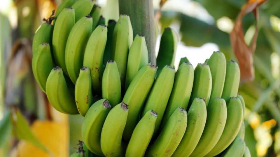 Pse nuk duhet të hani kurrë fruta të papjekura