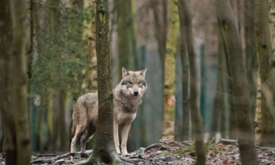 Ujqit terrorizojnë Hanin e Elezit