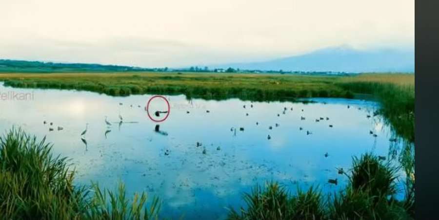 Fotografi kosovar arriti ta fotografojë një shpend që kurrë më herët nuk është parë në Kosovë