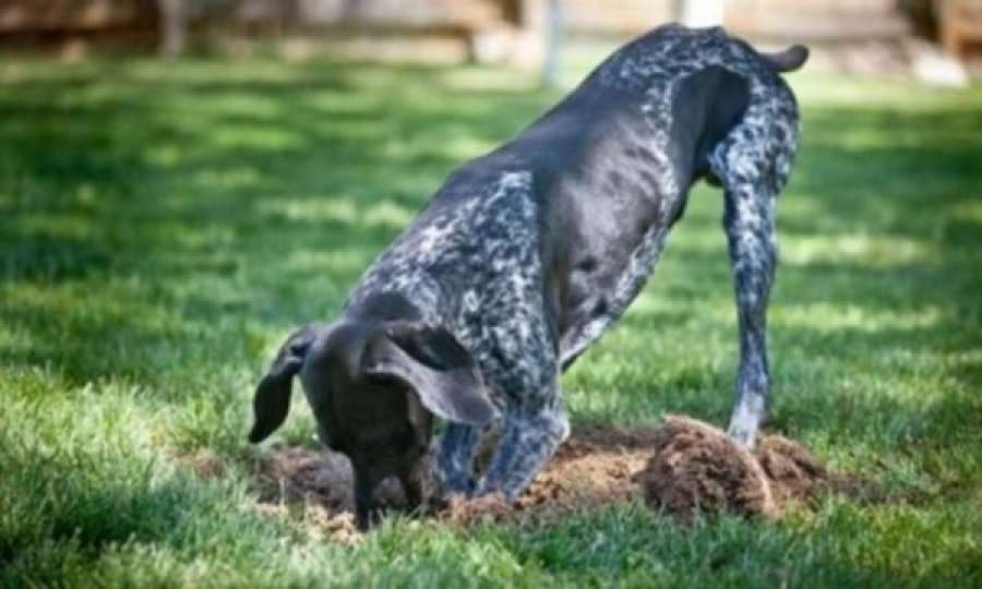 Do të habiteni! Ja pse qentë bëjnë gropa në tokë