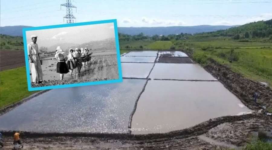 Fotografi e vitit 1962: Specialisti kinez duke trajnuar gratë shqiptare për të mbjell oriz