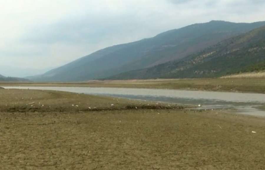 Peshqit në Drin të Bardhë po ngordhin prej ujërave të zeza, në mungesë impianti