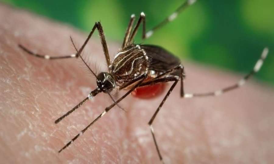 Çfarë janë ethet tropikale, sa është përhapur dhe cilat janë vendet që rrezikohen nga ky virus?