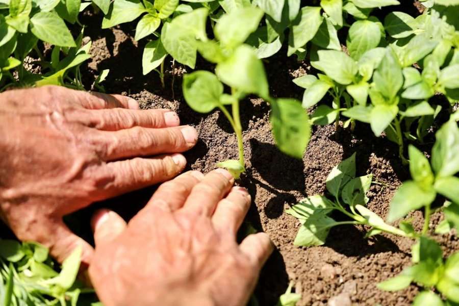 Dyfishohet buxheti për subvencionet në bujqësi