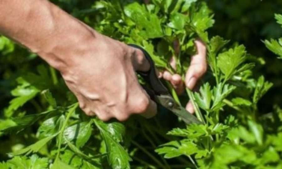 Ilaçi magjik për pastrimin rrënjësor të veshkave