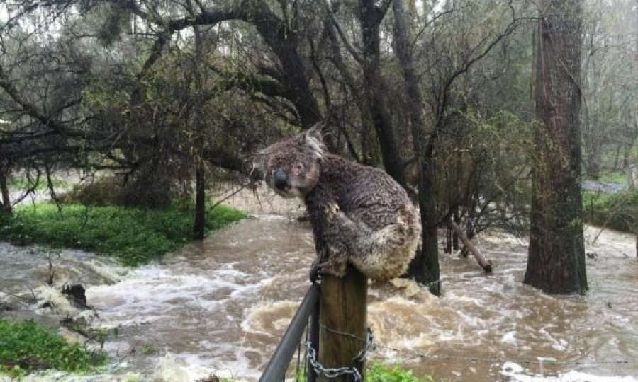Dëme në shumë zona të Australisë nga zjarret dhe shirat e rrëmbyeshëm