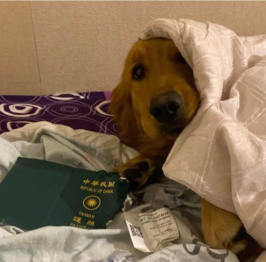 Planifikoi të udhëtonte në Kinë, qeni ia grisi pasaportën, duke ia shpëtuar jetën pronares nga virusi