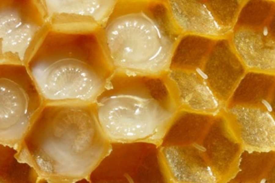 Të gjitha lëndët ushqyese në një pikë…të vetme qumështi blete; Lexoni për mrekullitë që bën ai