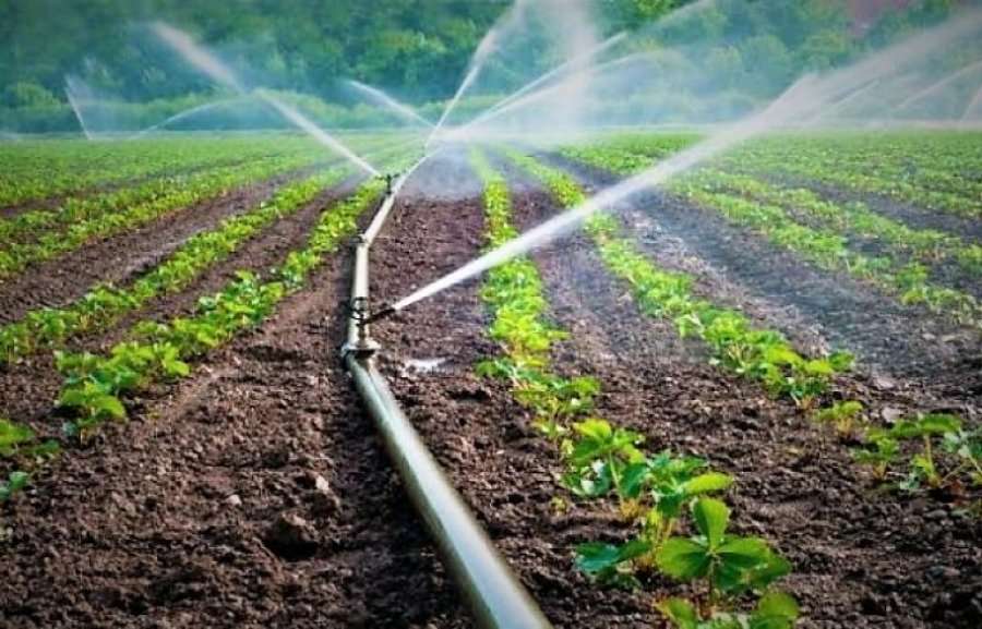 Dyfishohen subvencionet në bujqësi për vitin 2020