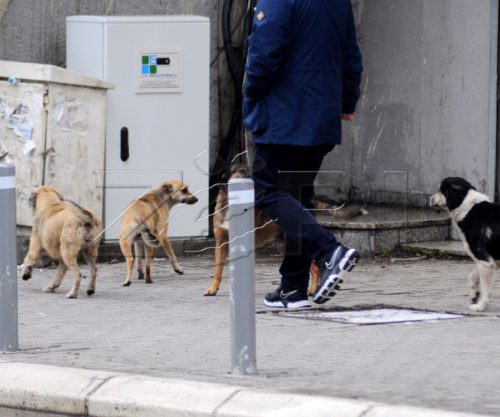 Mbi 100 qen endacakë u kastruan dhe u vaksinuan për 4 muaj në Fushë-Kosovë