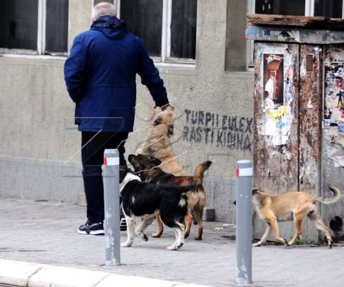 Shtabi Emergjent për qentë endacakë, QKUK-ja ende në pritje të konfirmimit të palëve