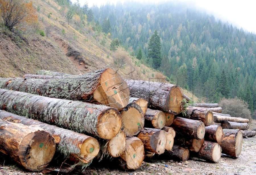 Prokuroria ia jep 48 orë paraburgim zyrtarit të pylltarisë, që vodhi dru