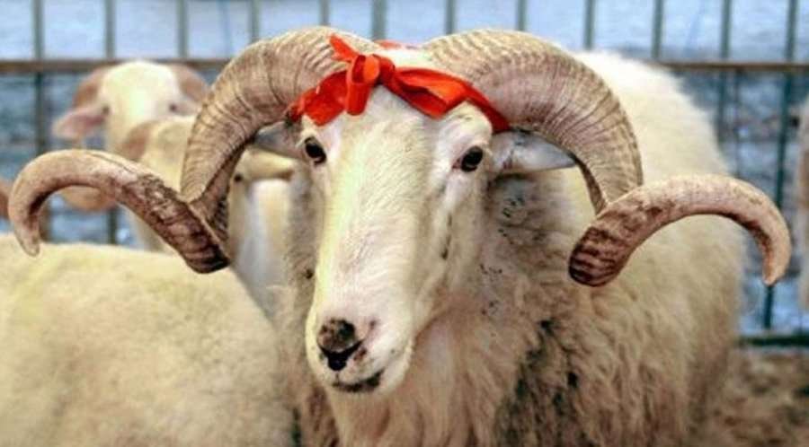 BIK: Kurban Bajrami të shtunën, më 9 korrik