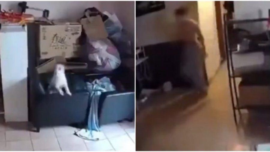 Qeni duket se e ndjeu tërmetin përpara se të ndodh në Tajvani, shikoni se si i paralajmëron pronarët