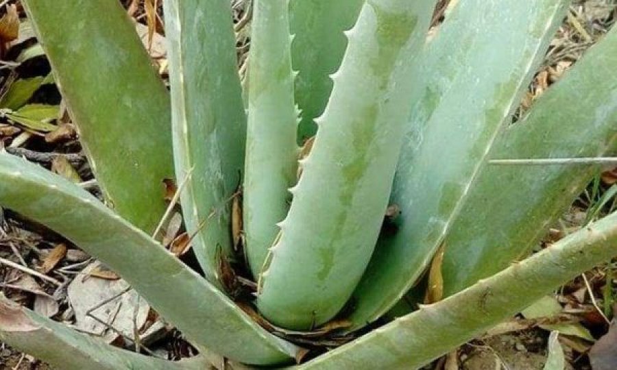 Si ta përdorni Aloe Verën për problemet me lëkurën e fytyrës?