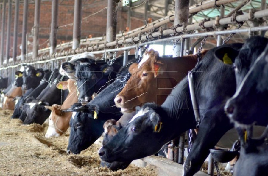  Korrigjimi i thundrave, bazë e shëndetit dhe prodhimtarisë së gjedheve