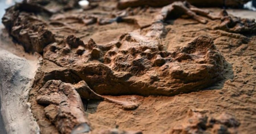 Shkencëtarët në Peru zbulojnë një fosil krokodili 12 milionë vjet të vjetër