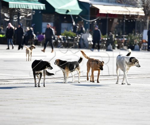 Sulmi ndaj mjekes nga qentë endacakë, rrezikun në QKUK po e ndjejnë edhe qytetarët e tjerë