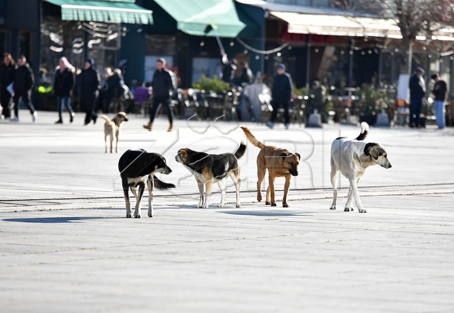Sulmi ndaj mjekes nga qentë endacakë, rrezikun në QKUK po e ndjejnë edhe qytetarët e tjerë