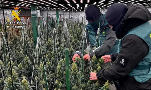 Goditet grupi i prodhimit të marihuanës në Spanjë, arrestohen 9 shqiptarë