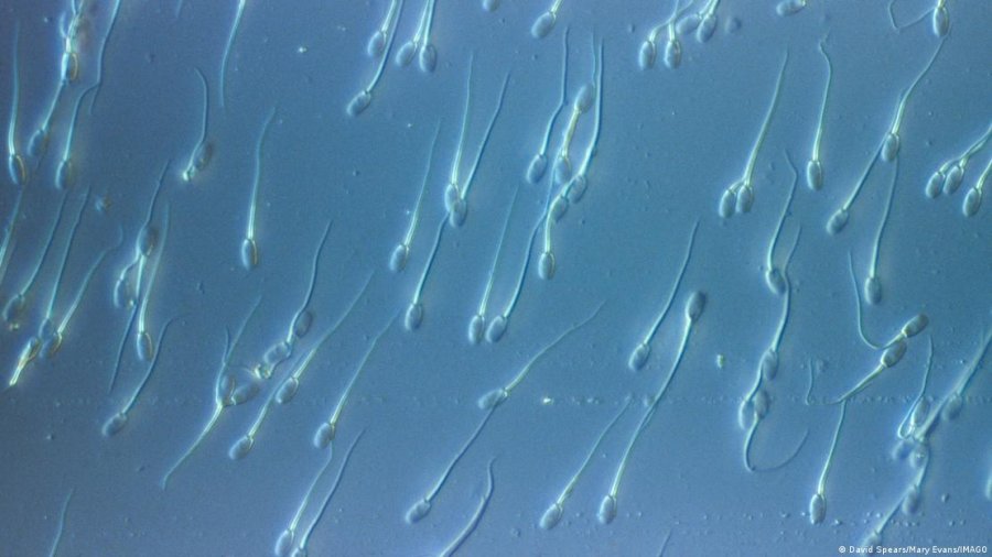 Si u shpërnda në mbarë Evropën një gjen kanceri i rrallë?