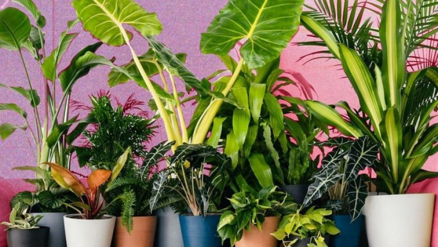 Gjërat që duhet t’i dinë kultivuesit e bimëve për herë të parë