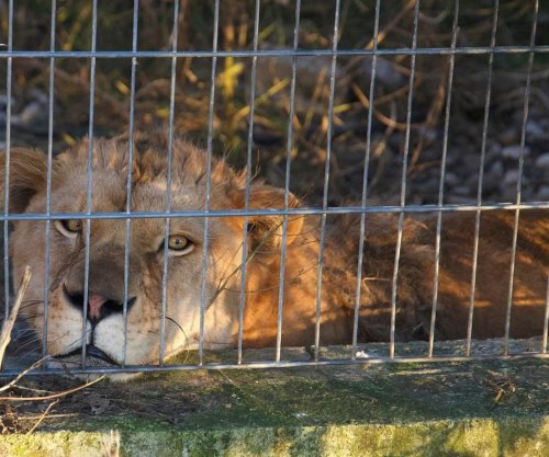 Luani që mbahej si kafshë shtëpiake në Shqipëri strehohet në Gjermani