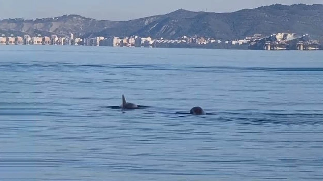 Delfinët dhurojnë spektakël në Vlorë, Rama publikon pamjet