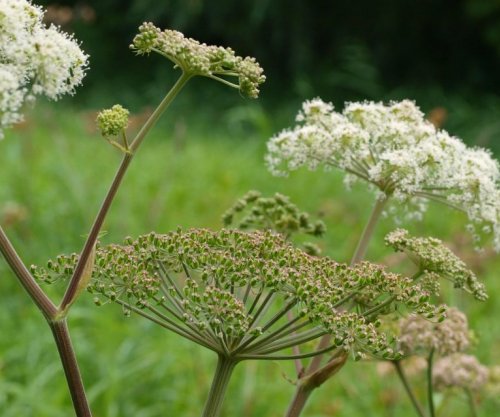 Bima e cila forcon potencën seksuale