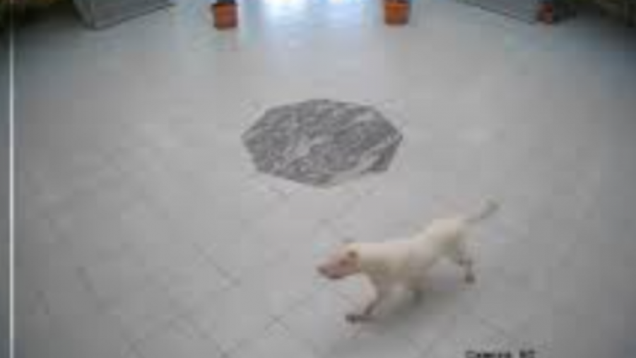 Sulmi në një shkollë të Suharekës nga një qen i tërbuar, Policia jep detaje