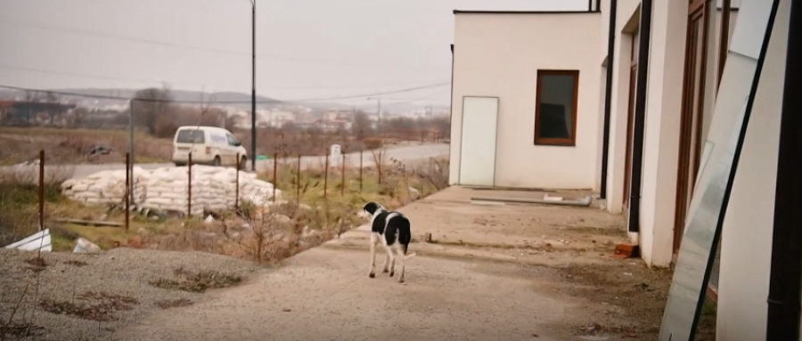 Çerdhja për fëmijë në Klinë shndërrohet në strehë të qenve endacakë