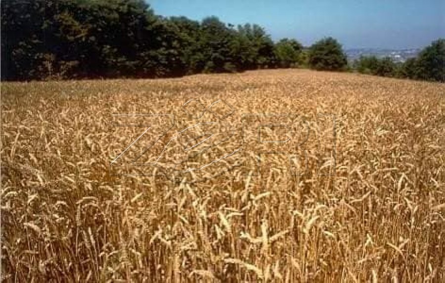Rendimentet e grurit, të larta, por çmimi i ulët po i dëmton fermerët