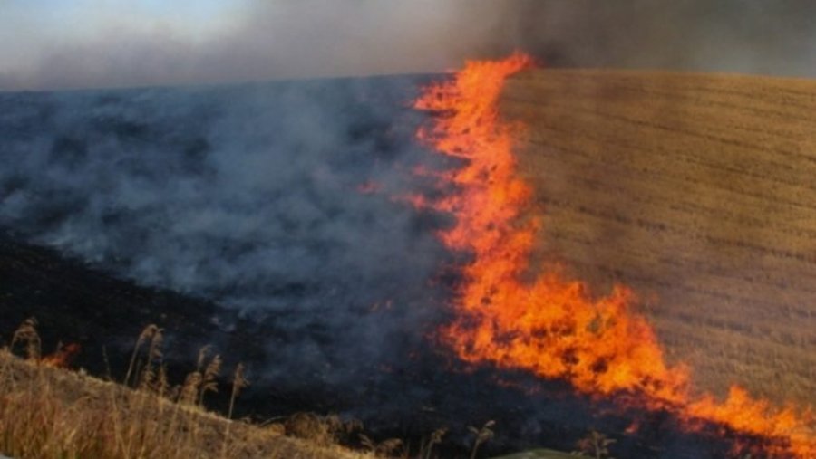 Arrestohet një burrë në Pejë, nga pakujdesia dogji 10 hektarë grurë