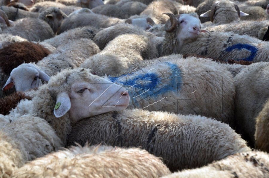Sëmundja “gjuha e kaltër” e pranishme në Kosovë, nuk ka kafshë të ngordhura
