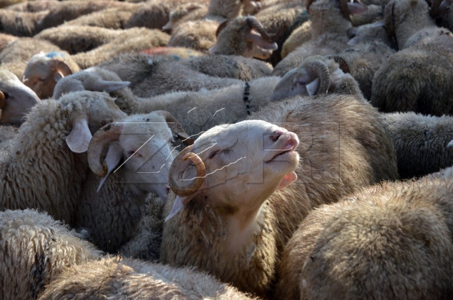 Ndalohet importi i kafshëve të gjalla nga Mali i Zi
