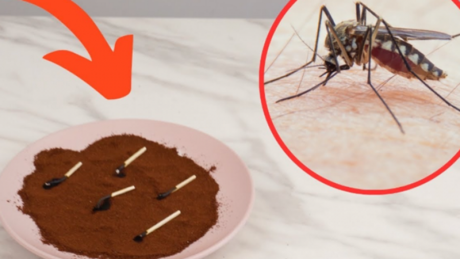 Mbani larg mushkonjat këtë verë duke përdorur metodën me kafe