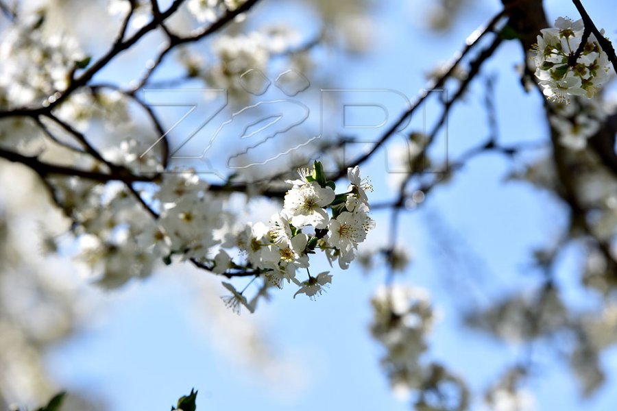 Sot mot pranveror, temperaturat deri në 16 gradë