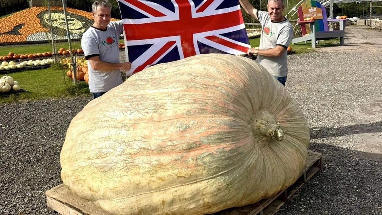 Vëllezërit binjakë rritin kungullin më të rëndë në botë