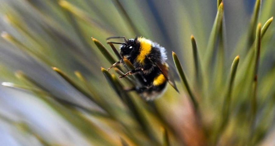 Bletët mësojnë të lexojnë kodin e dritës në studimin e inteligjencës së insekteve