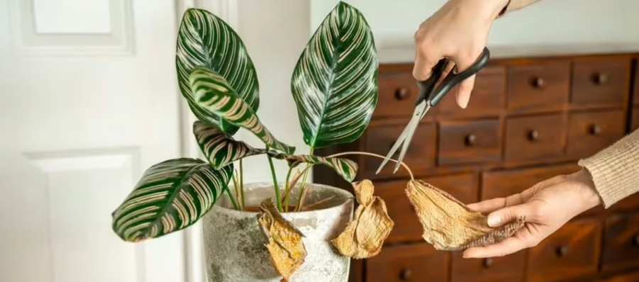 Bimët e dhomës fillojnë të thahen sapo ta ndizni ngrohjen