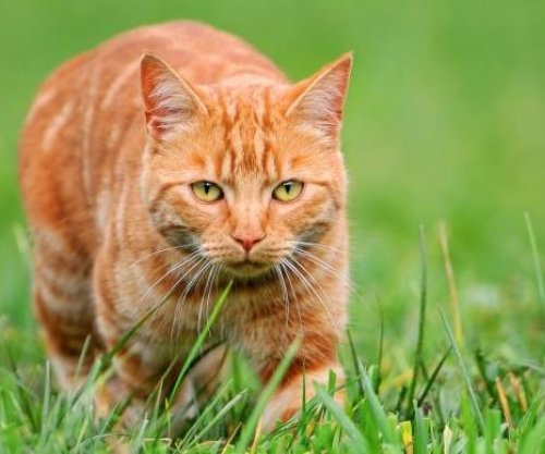 Macet mund të jenë krijesat më të përsosura biologjikisht që ekzistojnë