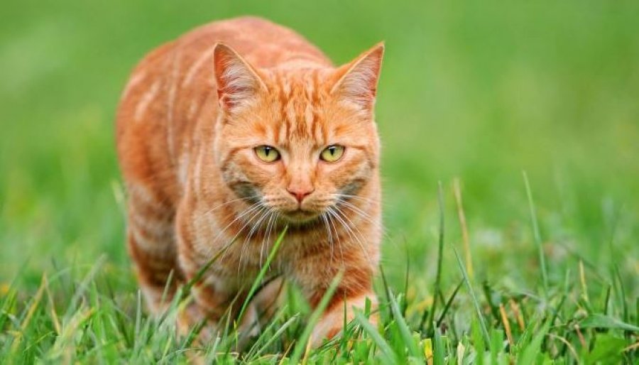 Macet mund të jenë krijesat më të përsosura biologjikisht që ekzistojnë