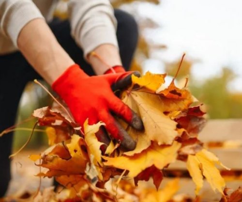 Mos i hidhni gjethet e rëna, a e dini se cilat janë efektet?