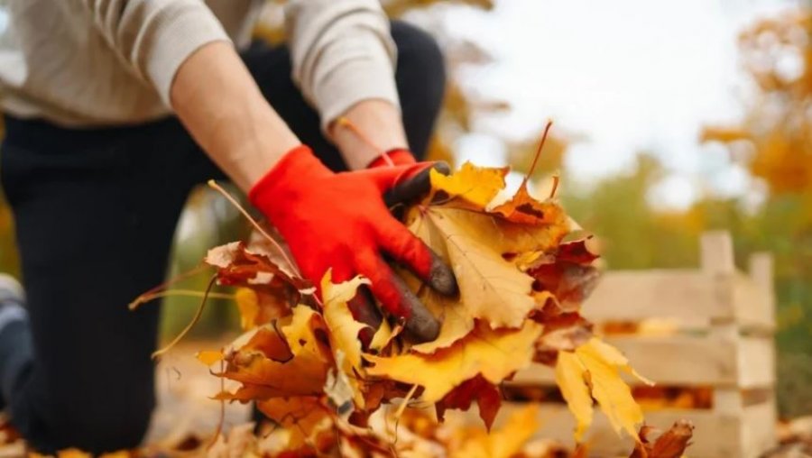 Mos i hidhni gjethet e rëna, a e dini se cilat janë efektet?