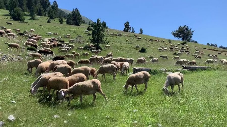 Tradita që jeton në zemër të Bjeshkëve të Sharrit