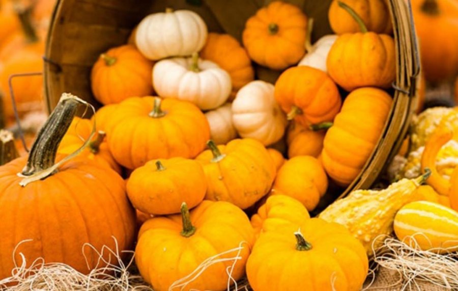 Kungulli i artë i vjeshtës, ja pse duhet ta konsumoni