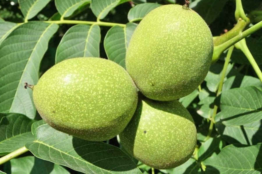 Kura me 40 arra të gjelbra të pabëra - për tiroidet, gjakun dhe energjinë