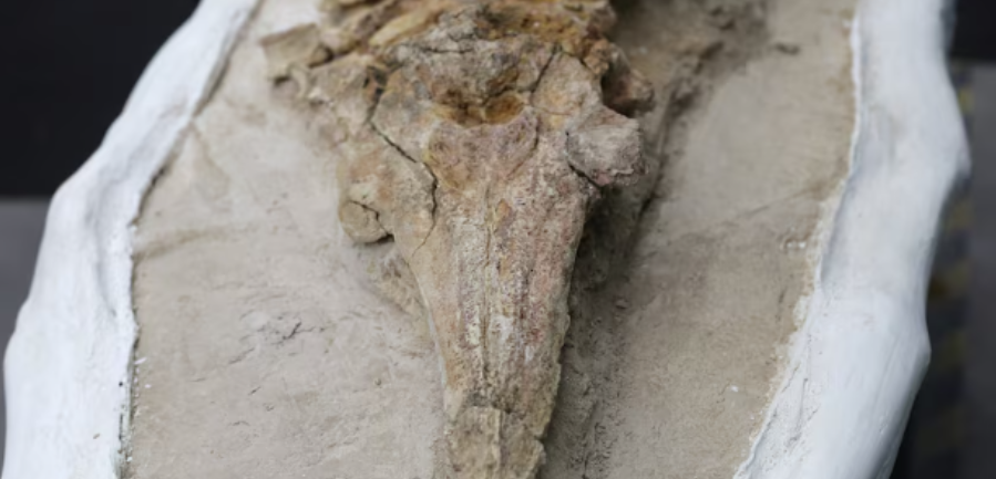 Delfini miliona vjeçar në Peru, gjenden fosilet e species së lashtë